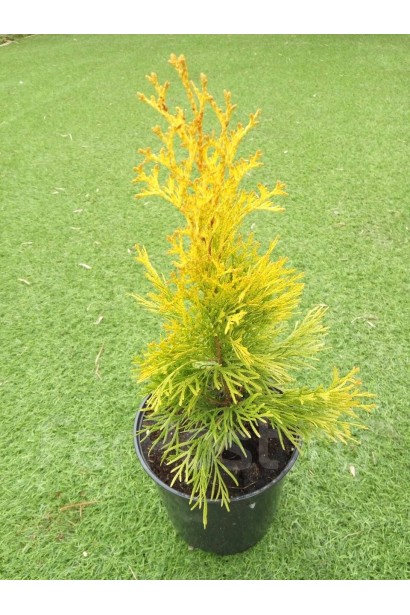 Компактна туя Санні Смарагд для живоплотів.