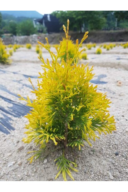 Золотисто-зелена туя Санні Смарагд для саду.