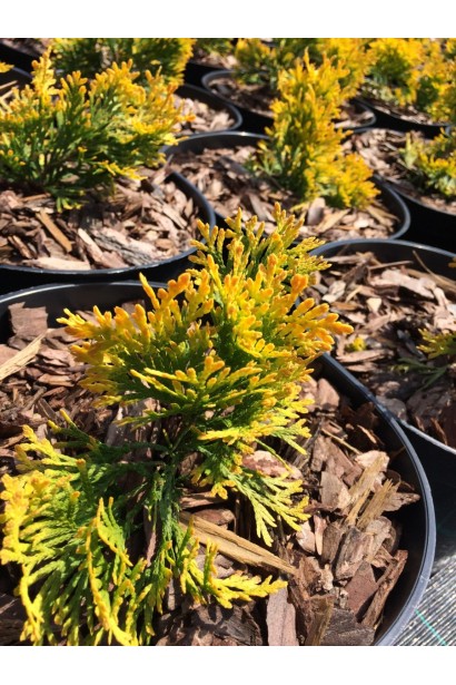 Thuja occidentalis Sunny Smaragd