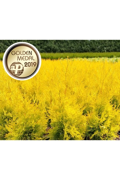 Туя Санні Смарагд із насичено-золотим відтінком хвої.