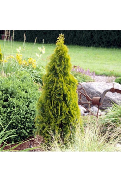 Туя Санні Смарагд із яскравою вертикальною формою.