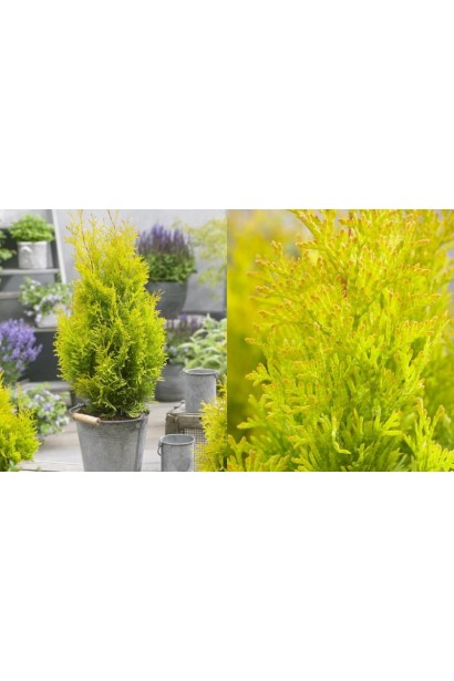 Туя Санні Смарагд для сучасного ландшафтного дизайну.