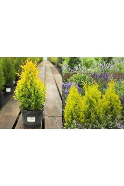 Туя Санні Смарагд із золотисто-смарагдовою хвоєю.