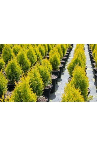 Декоративна туя Санні Смарагд для невеликих садів.