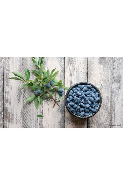 Lonicera edulis Wojtek