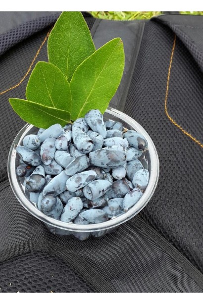 Жимолость їстівна Wojtek