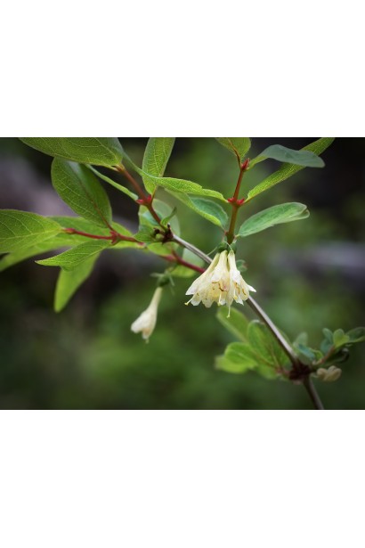 Жимолость їстівна Войтек цвітіння