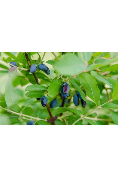 Жимолость їстівна Войтек