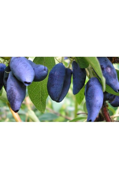 Жимолость їстівна Войтек фіолетово-сині плоди з восковим нальотом