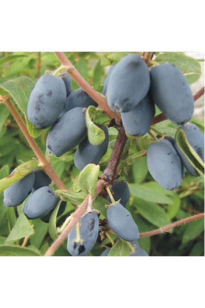 Жимолость великоплідна Войтек