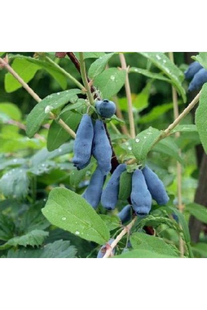 Лоніцера їстівна Войтек