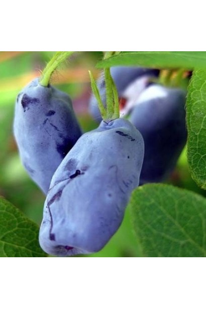 Жимолость їстівна Войтек великі ягоди