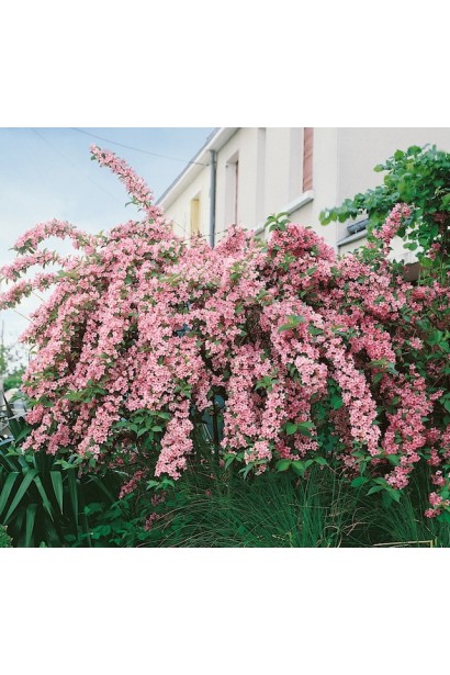 Вейгела гібридна Розеа розлогий кущ вкритий рожевими квітами