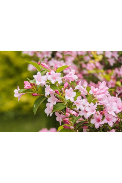 Вейгела гібридна Розеа