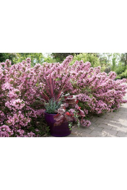 Вейгела квітуча Розеа рядова посадка