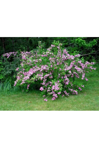 Вейгела гібридна Розеа солітер в ландшафті