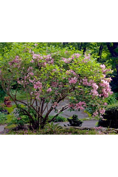 Weigela hybrida Rosea