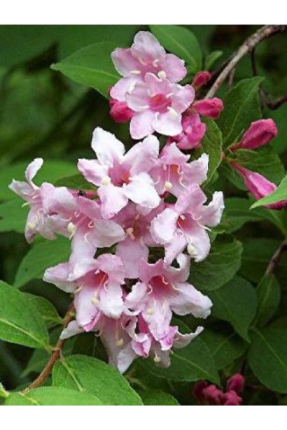 Вейгела гібридна Розеа ніжно-рожеві квіти зібрані в суцвіття