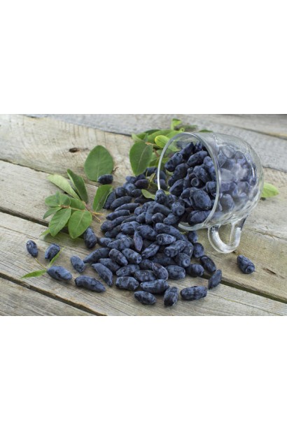 Lonicera edulis Tundra