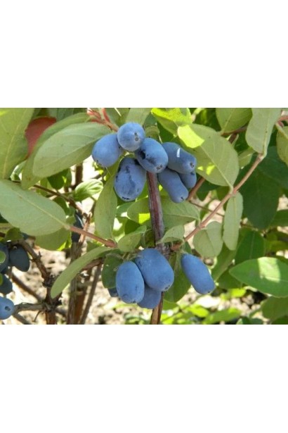 Ягоди жимолості Тундра