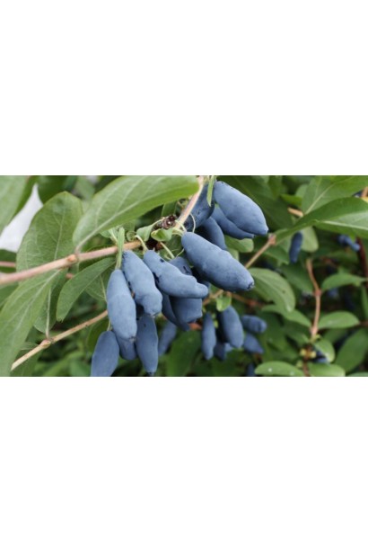 Жимолость їстівна Тундра