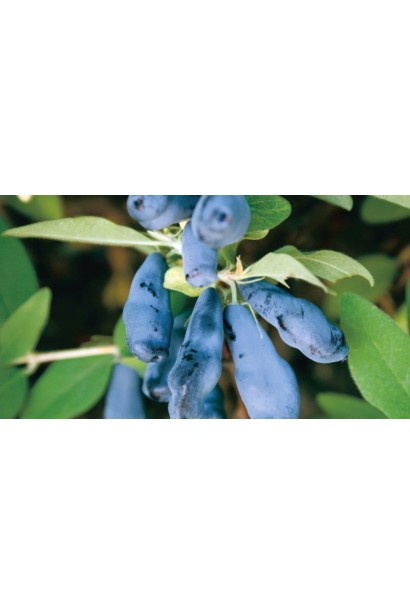 Жимолость їстівна Tundra