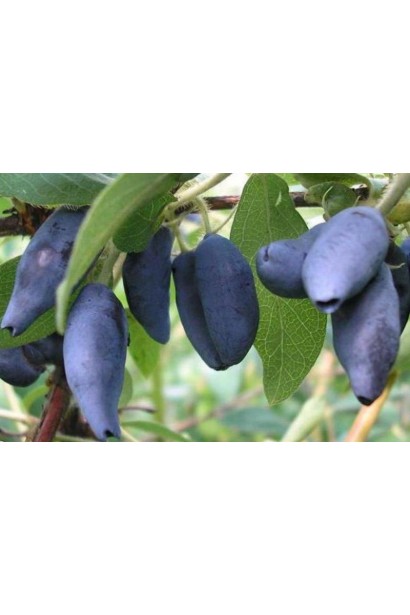 Жимолость їстівна Тундра синьо-фіолетові плоди з восковим нальотом