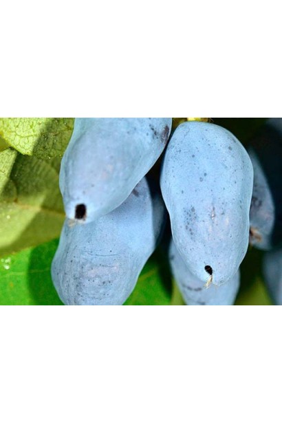 Лоніцера їстівна Тундра