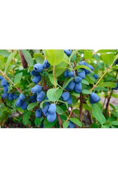 Бружмель їстівний Тундра