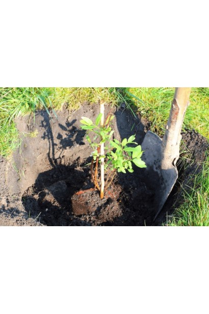Жимолость їстівна Тундра посадка саджанця