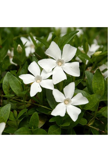 Барвинок Гертруда Джекилл белые цветы.