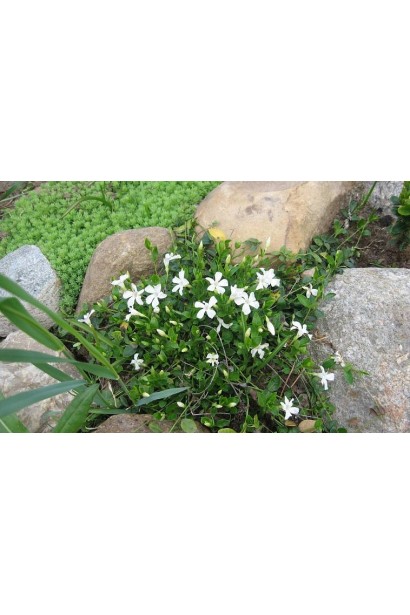 Барвинок Гертруда Джекилл в каменистом саду.