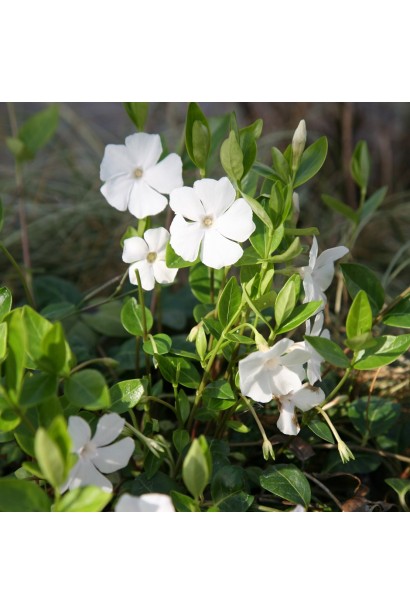 Vinca minor Gertrude Jekyll