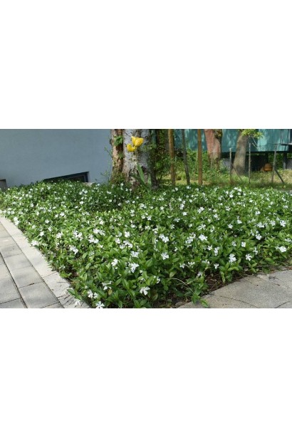 Барвинок малый Гертруда Джекилл в ландшафте