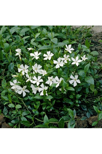 Барвинок Гертруда Джекилл цветения