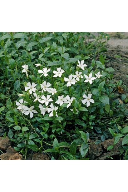 Барвинок стелющийся Gertrude Jekyll