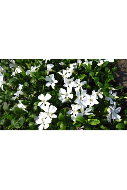 Барвинок малый Гертруда Джекилл