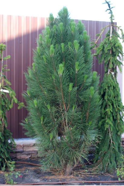 Pinus nigra Green Tower