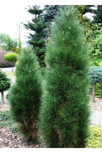 Сосна чорна / австрійська Грін Тауер