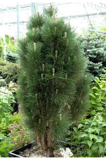 Сосна чорна / австрійська Грін Тауер