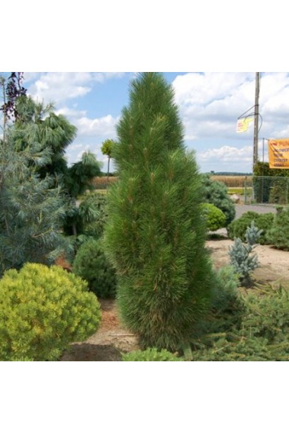 Колоновидна сосна чорна "Грін Тауер".