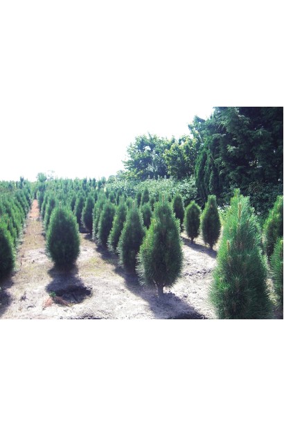 Pinus nigra Green Tower