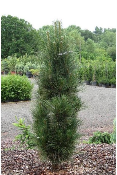 Сосна "Грін Тауер" у ландшафті.