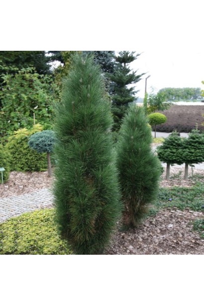 Колоновидна сосна чорна "Грін Тауер".