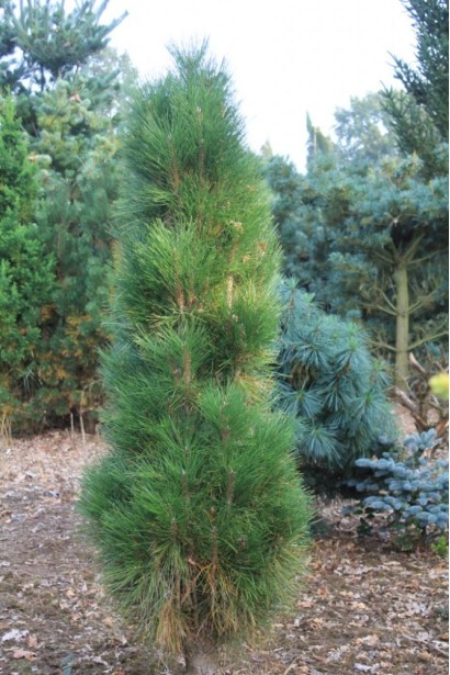 Вузька форма крони сосни.