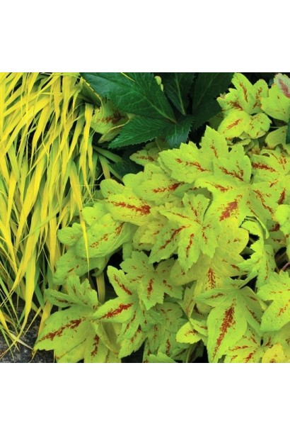 Гейхера гибридная Санрайз Фолс 