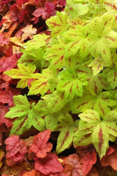 Гейхера Санрайз Фолс салатовая