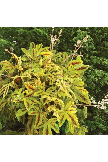 Гейхерелла Санрайс Фолс