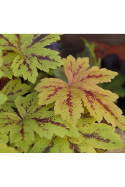 Желто-салатовые листья с коричнево-красными прожилками