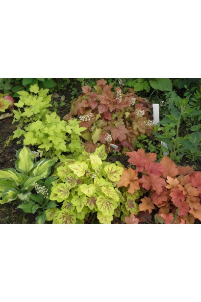 Гейхера Санрайз Фолс в ландшафте